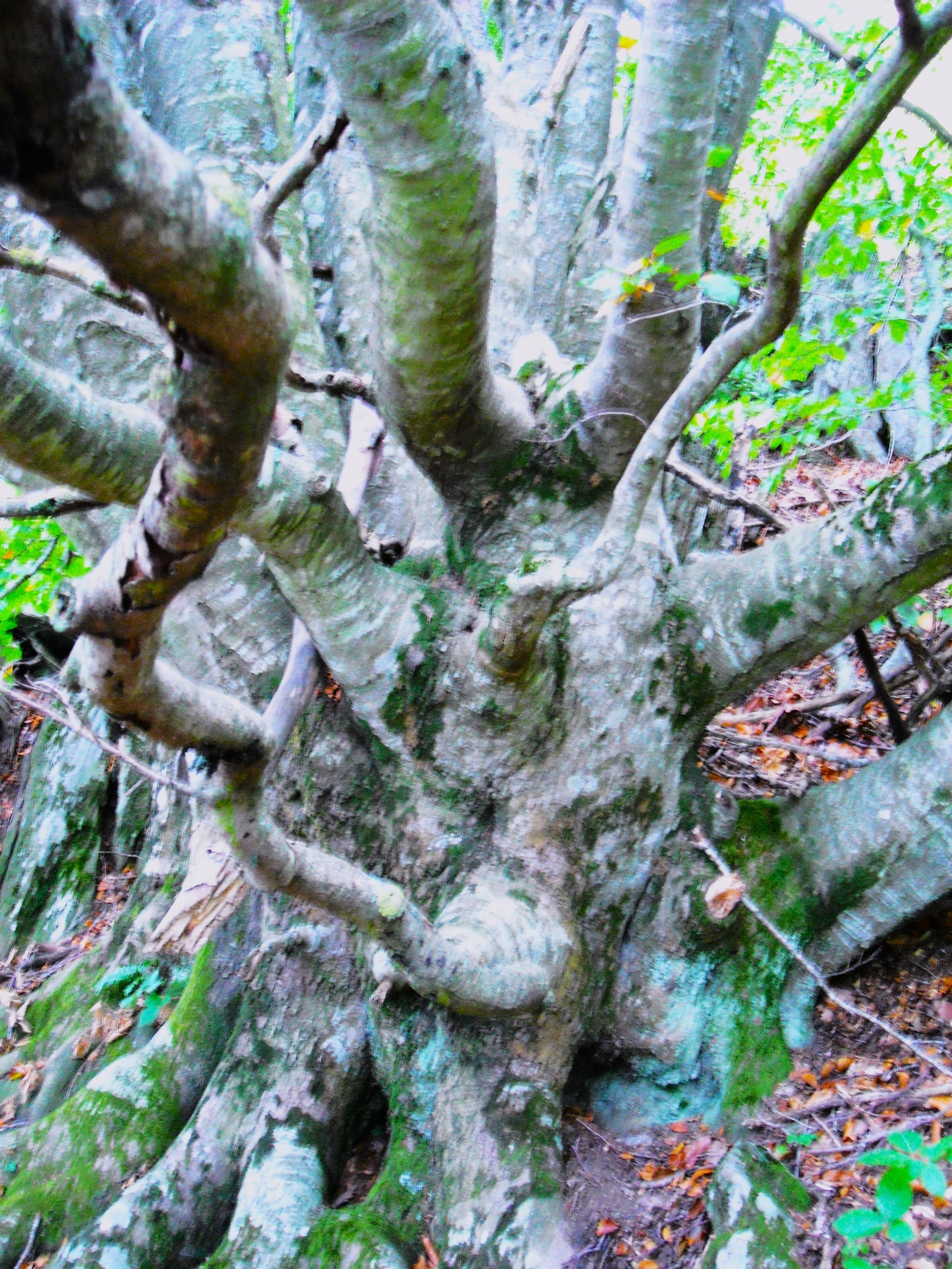 poésie,arbre